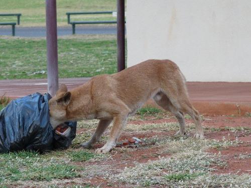 Dingo im Müllsack